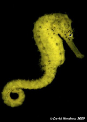 Portrait study of Free Swimming Estuary Seahorse (ID TBC)... by David Henshaw 